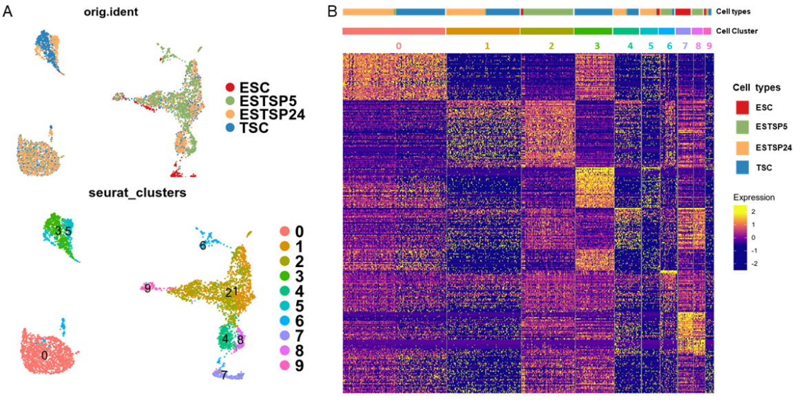 Analysis of single cell RNA sequencing data from TSCs derived from murine ESCs. Data is from four different samples: ESC - Embryonic Stem Cells, TSC - Trophectoderm Stem Cells derived from blastocyst. ESTSP5 - Early passage (P5) TSCs derived from ESCs. ESTSP24 - Late passage (P24) TSCs derived from ESCs. A) UMAP clustering of cell lineages from the four samples, colored by their sample origin (top) and by independent clustering (bottom). B) Heatmap depicting expression of cluster specific markers in each independent cluster 