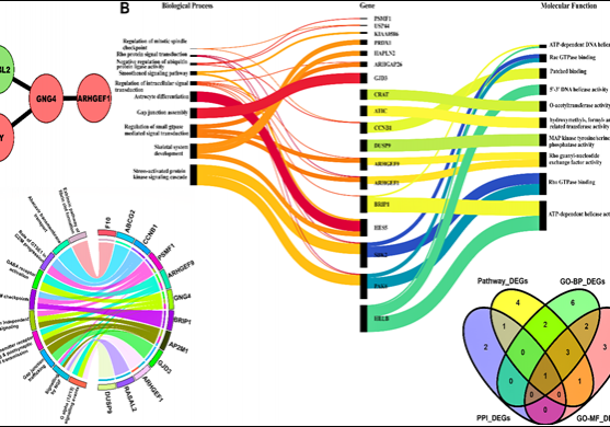 (A) PPI network comprising 4 nodes and 4 edges corresponding to STRING interaction score&gt;0.9 aka “highest confidence score”. The red and green colored nodes represent up and downregulated proteins. (B) Sankey plot showing the association of top 10 significant GO-BP and GO-MF terms with corresponding 18 genes. (C) Chord plot showing the connection of 12 HI DEGs (on right semicircle) with 10 significant pathways (on left semicircle) via colored edges. The width of edges varied with respect to p values. (D) Venn plot showing the overlapping hub HI DEG (1) between PPI, GO-BP, GO- MF, and pathway genesets.