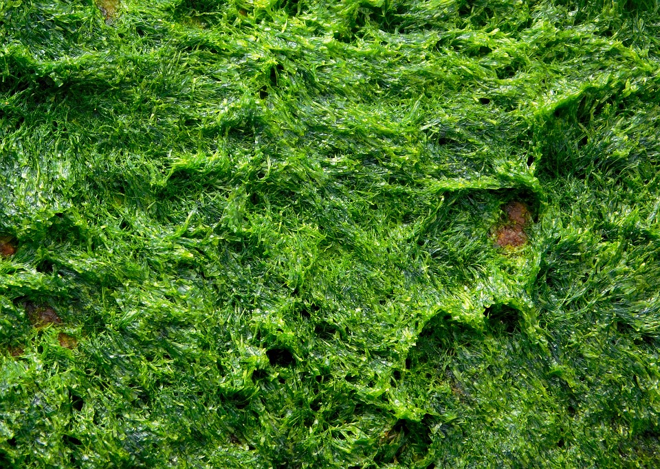 Algae