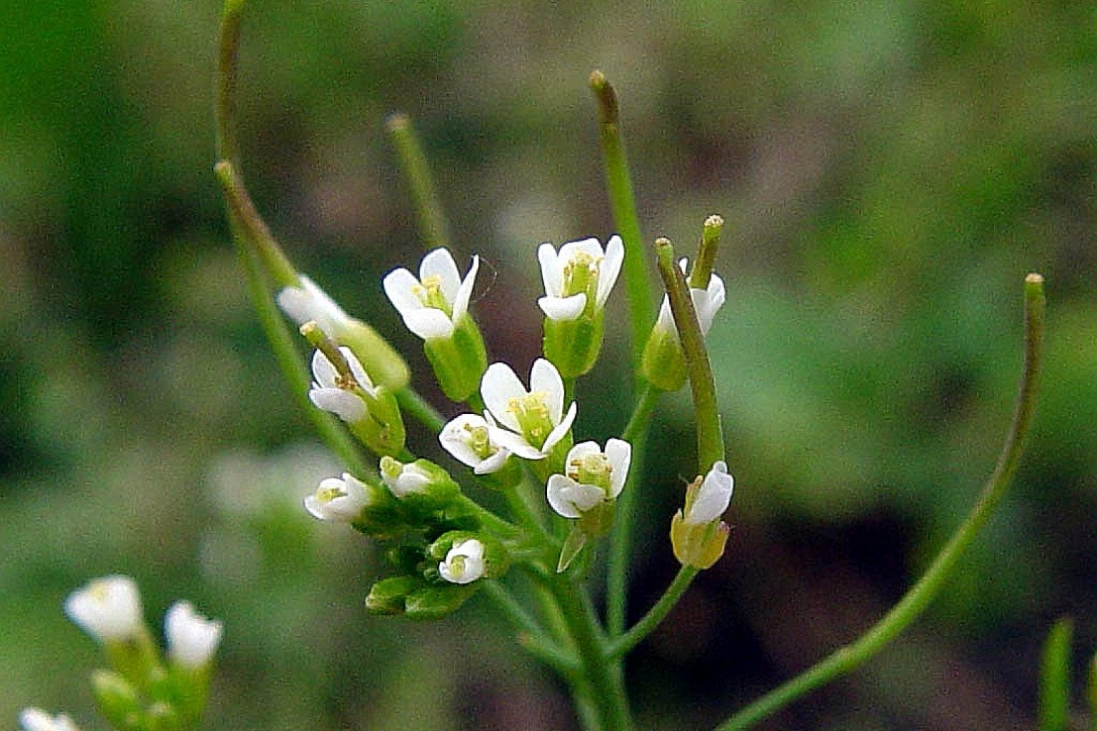 Arabidopsis