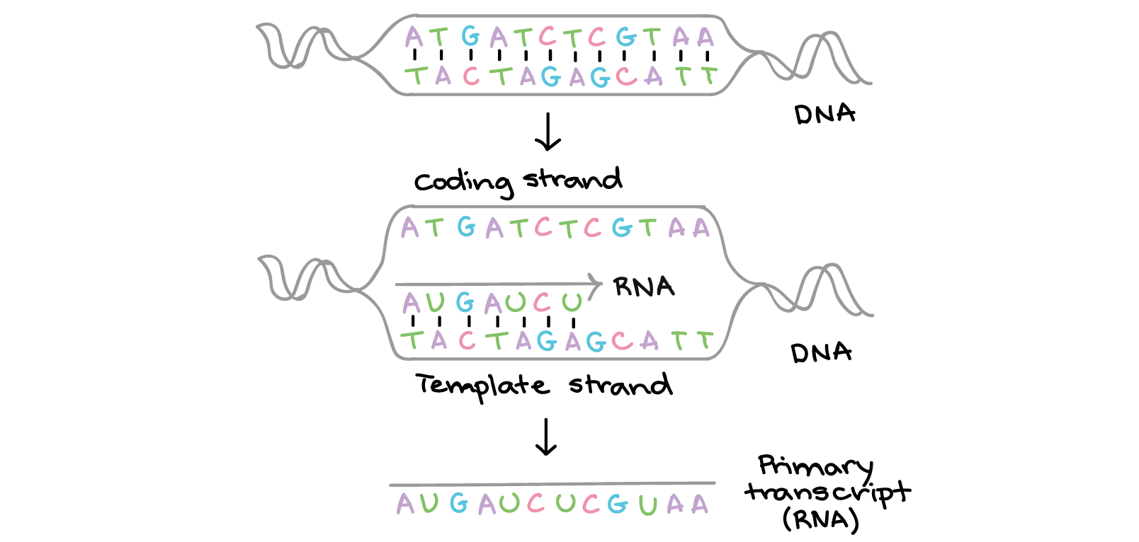 DNA/RNA sequence