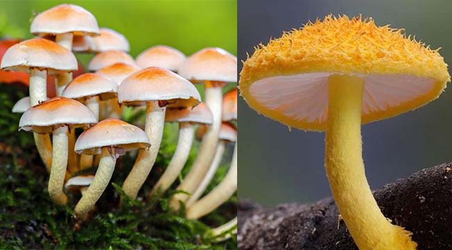 Fungi