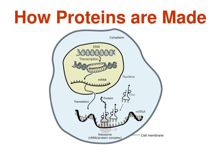 Genes/Proteins