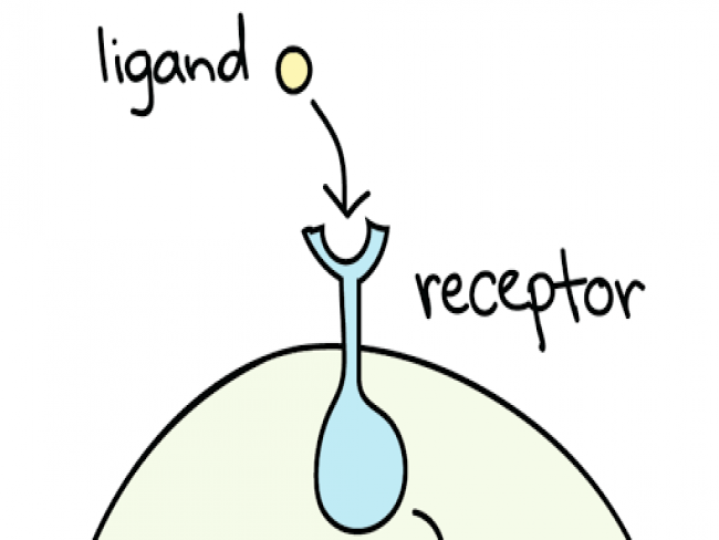 Ligands