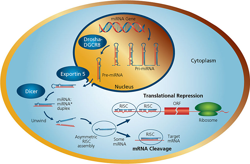 microRNA