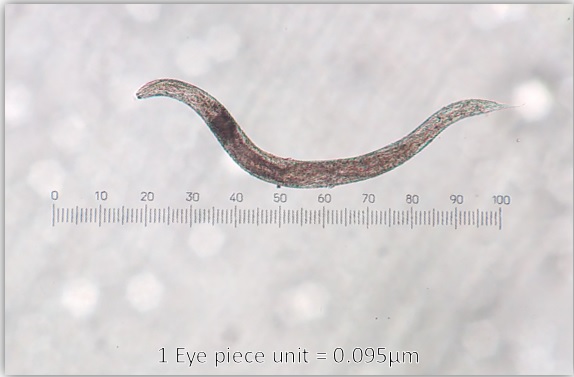 nematode