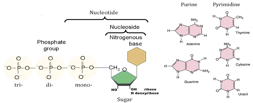 Nucleotide