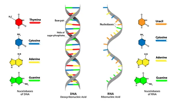 RNA