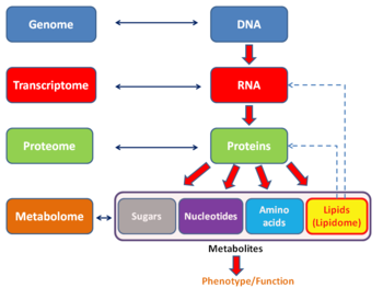 Transcriptome