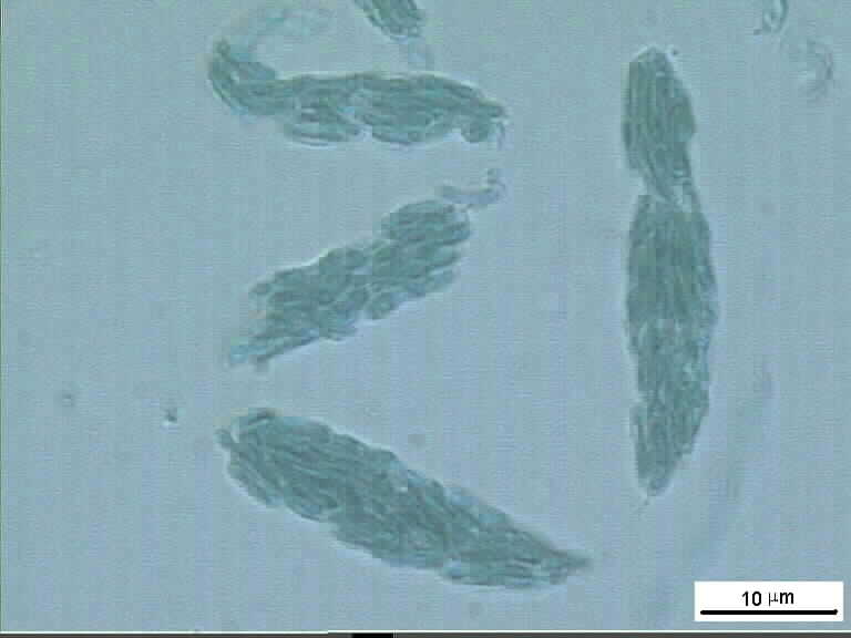 Cryptovalsa sp