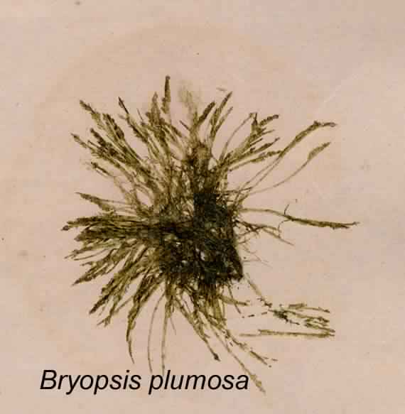 Bryopsis plumosa