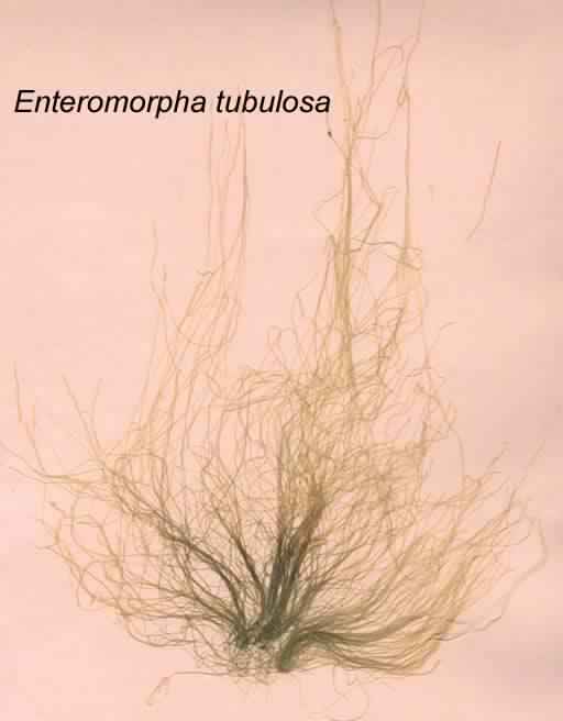 Enteromorpha tubulosa